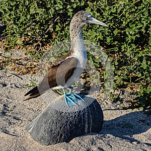 Blue-Footed Booby Sula nebouxii Galapagos Islands, Ecuador