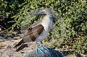 Blue-Footed Booby Sula nebouxii. Galapagos Islands, Ecuador