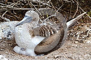 Blue-Footed Booby Sula nebouxii. Galapagos Islands, Ecuador