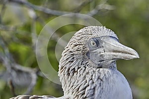 The blue footed booby Sula nebouxii is a marine bird on the Galapagos Islands