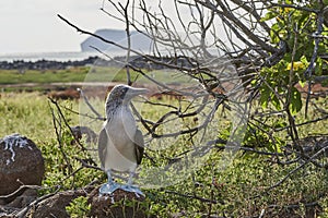 The blue-footed booby, Sula nebouxii, is a marine bird on the Galapagos Islands.