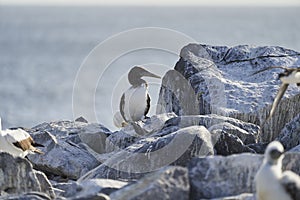 The blue-footed booby, Sula nebouxii, is a marine bird on the Galapagos Islands.