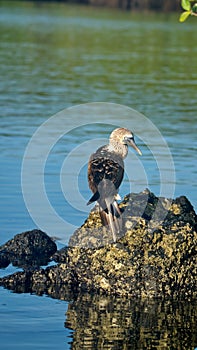 Blue footed booby in the Galapagos Islands photo