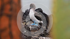 Blue Footed Booby & x28;Sula nebouxii& x29; resting on a rock on Santa Cruz Island Ecuador during the daytime