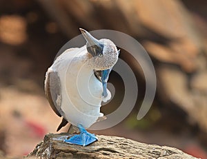 Blue-footed booby Sula nebouxii scratching head