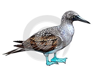 Blue-footed booby, Sula nebouxii photo