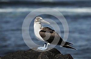 Blue footed booby Sula nebouxii standing on volcanic rock photo