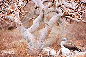 Blue footed booby under the tree