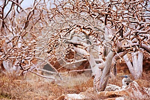 Blue footed booby under the tree