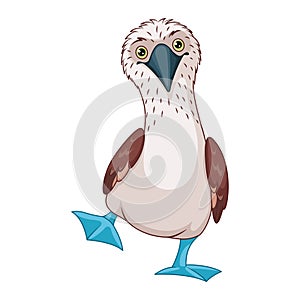 Blue footed booby vector cartoon illustration