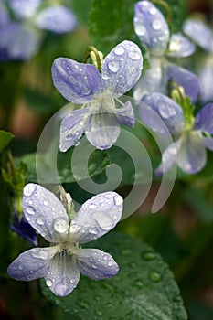 Blue forest flower dew