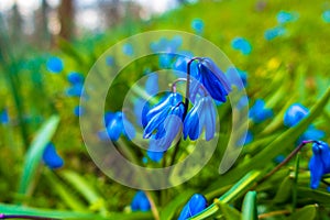 Blue forest spring flowers among the meadow