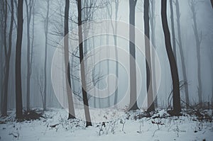 Blue forest in winter with fog and snow