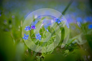 Blue forget me not and colourful wildflowers in spring