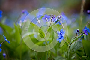 Blue forget me not and colourful wildflowers in spring