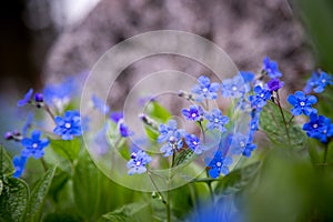 Blue forget me not and colourful wildflowers in spring