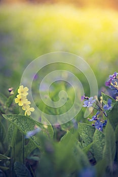 Blue forget me not and colourful wildflowers in spring