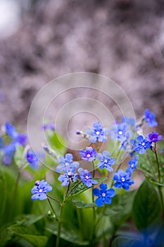 Blue forget me not and colourful wildflowers in spring