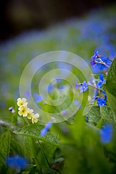 Blue forget me not and colourful wildflowers in spring