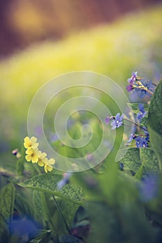 Blue forget me not and colourful wildflowers in spring