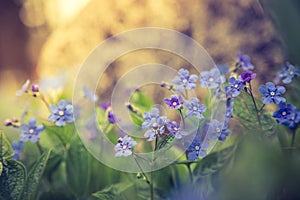 Blue forget me not and colourful wildflowers in spring