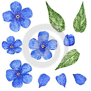 Blue forget-me-not field flowers, hand drawn watercolor illustration