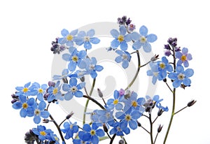 Blue Forget me not flower