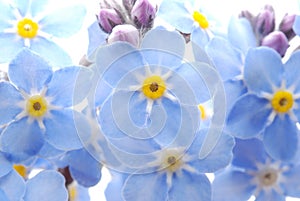 Blue Forget me not flower