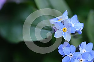 Blue forget-me-not flower macro with bright green leaves. Blue flowers on a green background. Blooming flowers nature