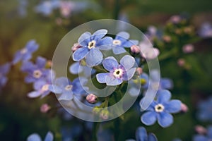 Blue forget-me-not flower in sunny spring garden