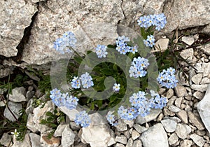 Blue Forget Me Not Flower in Triglav national park in Julian Alps in Slovenia