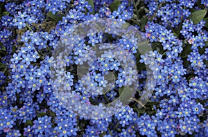 Blue forget me not flowers