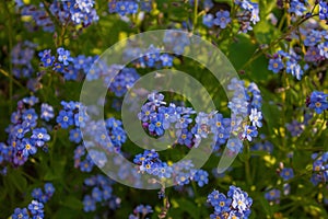 Blue Forget me not Flowers Blooming on green background Forget-me-nots, Myosotis sylvatica, Myosotis scorpioides