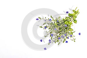 Blue forget me not flowers bouquet on trendy stand isolated on white background. Springtime concept