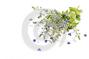 Blue forget me not flowers bouquet on trendy stand isolated on white background. Springtime concept