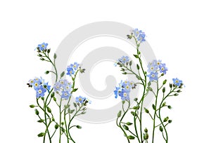 Blue forget-me-not flowers in a floral arrangements isolated on white background