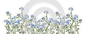 Blue forget-me-not flowers in a floral border isolated on white