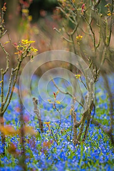 Blue forget-me-not flowers in the garden