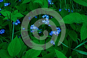 Blue forget-me-not flowers in green grass photo