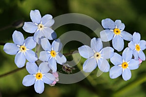 Blue Forget-me-not flowers (Myosotis) photo