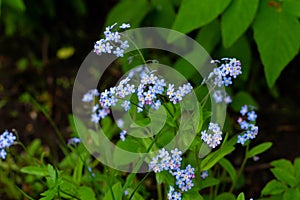 Blue forget-me-not flowers, myosotis against the background of green leaves