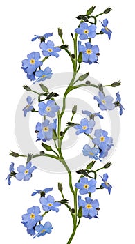 Blue forget-me-not flowers stripe isolated on white