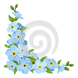 Blue forget-me-not flowers. Vector corner background.