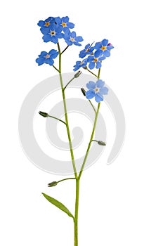 Blue forget-me-not isolated flowe