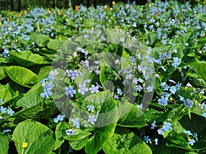 Blue forget-me-nots among green leaves on a flower bed in the park on Elagin Island in St.Petersburg