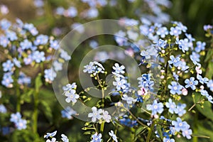 Blue forget-me-nots Myosotis, Scorpion grasses blooming in the garden on a sunny spring day. Beautiful and delicate blue flowers