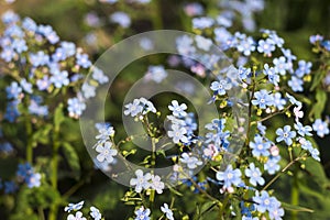 Blue forget-me-nots Myosotis, Scorpion grasses blooming in the garden on a sunny spring day. Beautiful and delicate blue flowers