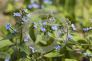 Blue forget-me-nots Myosotis, Scorpion grasses blooming in the garden on a sunny spring day. Beautiful and delicate blue flowers