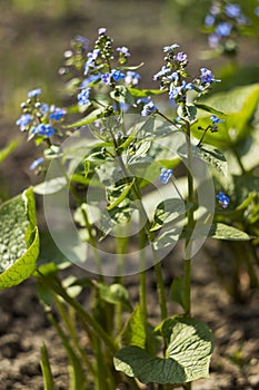 Blue forget-me-nots Myosotis, Scorpion grasses blooming in the garden on a sunny spring day. Beautiful and delicate blue flowers