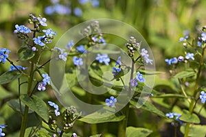 Blue forget-me-nots Myosotis, Scorpion grasses blooming in the garden on a sunny spring day. Beautiful and delicate blue flowers